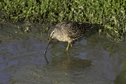 Short-billed Dowitcher