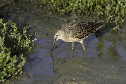 Short-billed Dowitcher