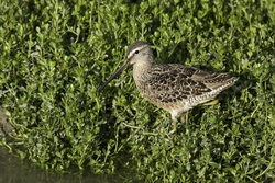 Short-billed Dowitcher