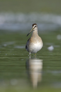 Short-billed Dowitcher
