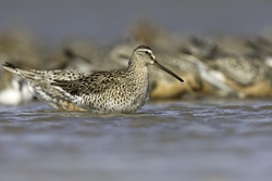 Short-billed Dowitcher