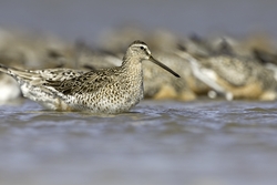 Short-billed Dowitcher