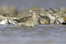 Short-billed Dowitcher