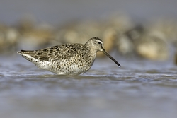 Short-billed Dowitcher