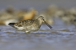 Short-billed Dowitcher