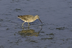 Short-billed Dowitcher