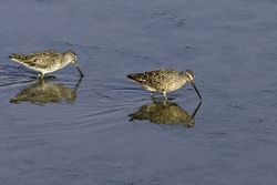 Short-billed Dowitcher