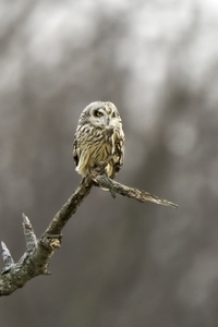 Short-eared Owl
