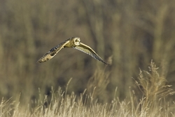 Short-eared Owl