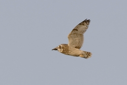 Short-eared Owl