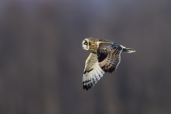 Short-eared Owl