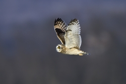 Short-eared Owl