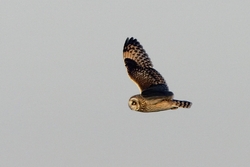 Short-eared Owl