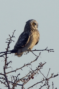 Short-eared Owl