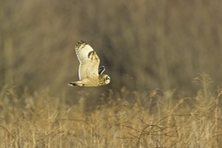 Short-eared Owl