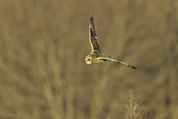 Short-eared Owl