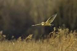 Short-eared Owl