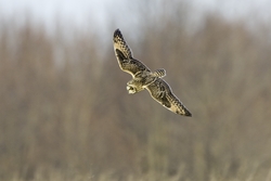 Short-eared Owl