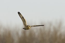 Short-eared Owl