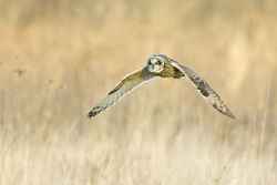 Short-eared Owl