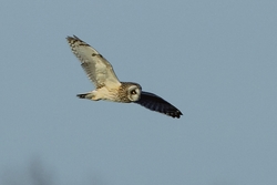 Short-eared Owl