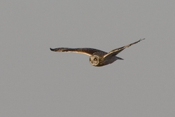 Short-eared Owl