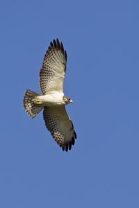 Short-tailed Hawk