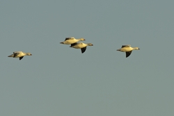 Snow Goose