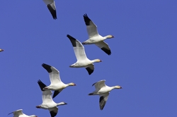 Snow Goose