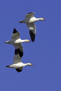 Snow Goose