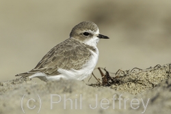 Snowy Plover