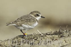 Snowy Plover