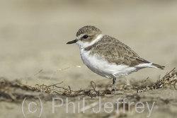 Snowy Plover