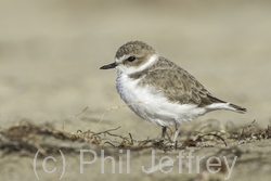 Snowy Plover