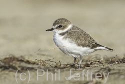 Snowy Plover