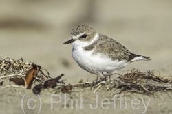 Snowy Plover