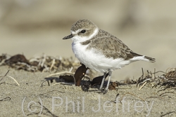 Snowy Plover