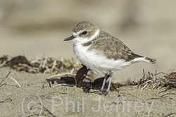 Snowy Plover