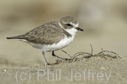 Snowy Plover
