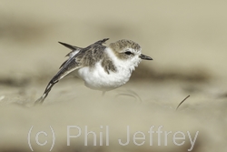 Snowy Plover