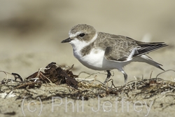 Snowy Plover