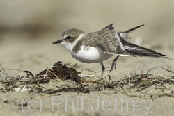 Snowy Plover