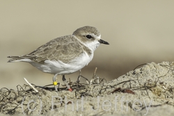 Snowy Plover