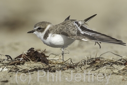 Snowy Plover