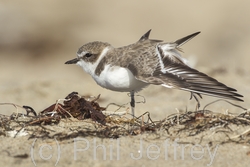 Snowy Plover