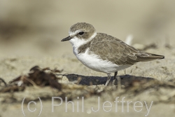 Snowy Plover