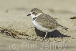 Snowy Plover