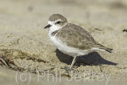 Snowy Plover