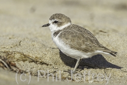 Snowy Plover