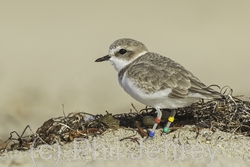 Snowy Plover
